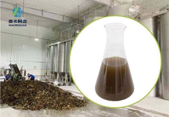 China Brown Algae Extract: Top Recommendations for Health and Wellness